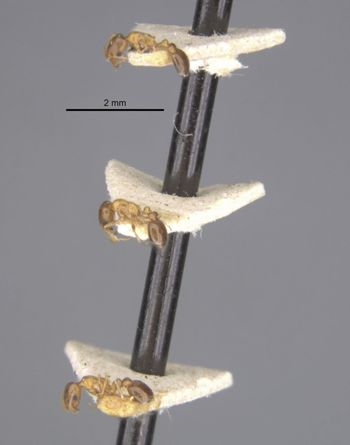 Media type: image;   Entomology 20793 Aspect: habitus lateral view